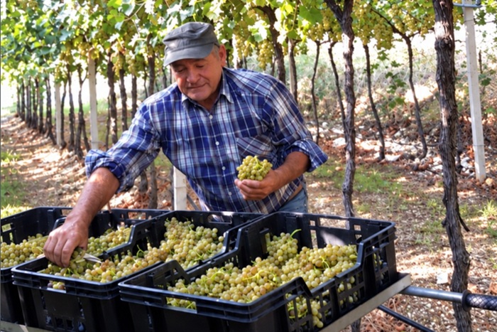 Morto Gino Magnabosco, produttore di Soave, Monte Tondo
