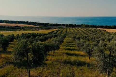 Molisìr olio Paesaggio