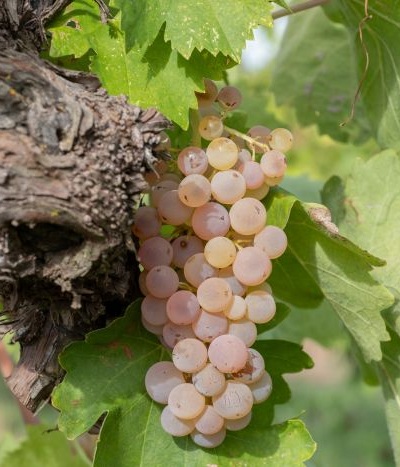 Grappolo di uva Trebbiano