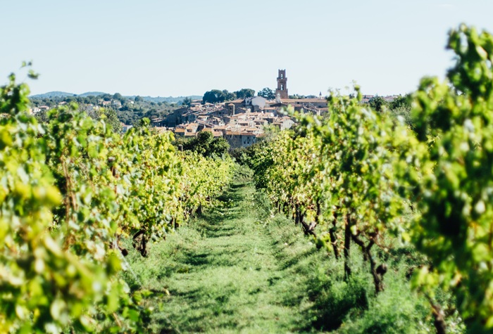 Vigneto di Trebbiano