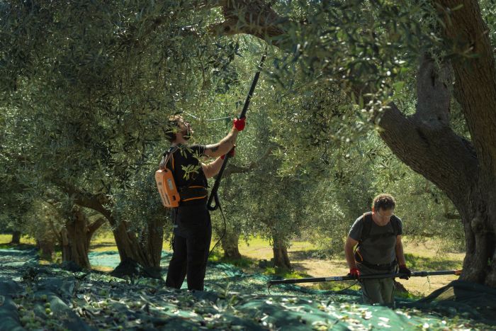 Molisir raccolta olive