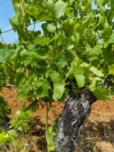 Birgi