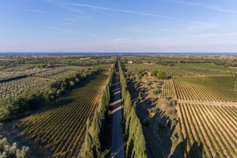 Bolgheri viale dei cipressi e il mare