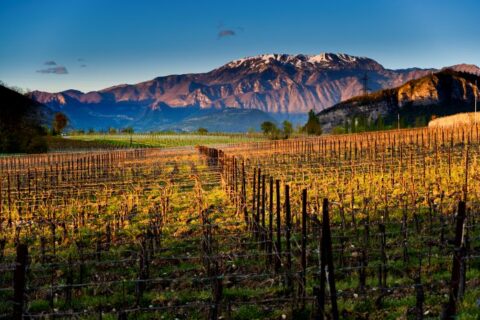 Paesaggio con vigneti della Franciacorta