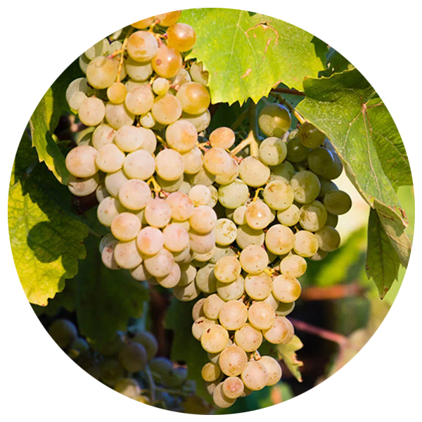 Ippolito Grape Lamb