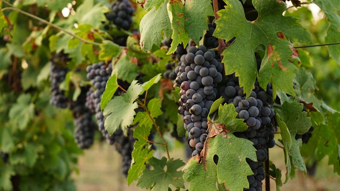 Primitivo Vigneto Terre di Maria