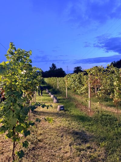 Vendemmia notturna, La vigna di Sarah