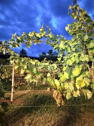 Vendemmia notturna, La vigna di Sarah