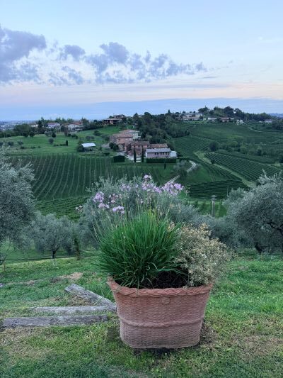 Vendemmia notturna, La vigna di Sarah