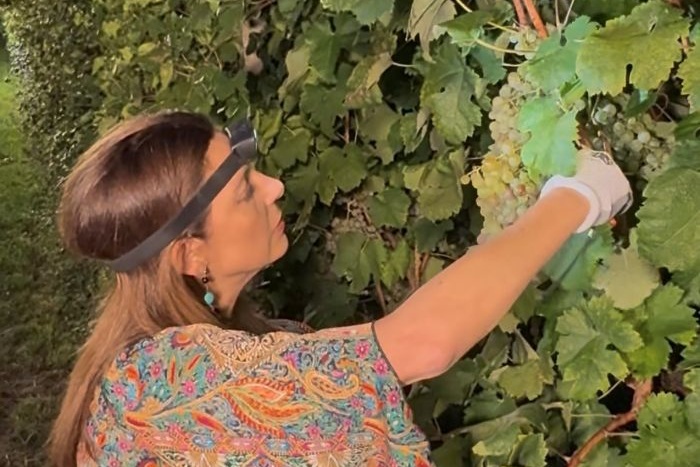 Nighttime Grape Harvest at Sarah's Vineyard, by Chiara Giannotti