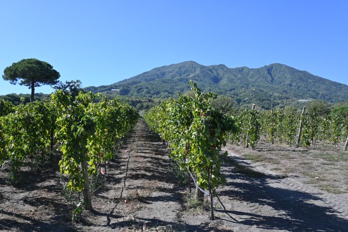 Monte Somma Vineyards