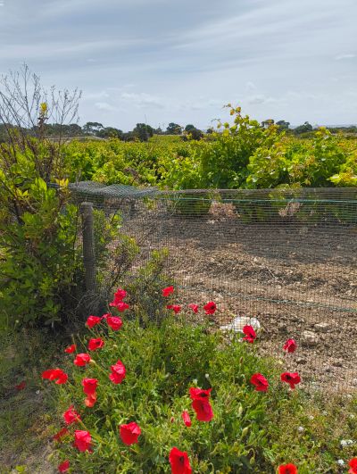 Vigna a Mozia